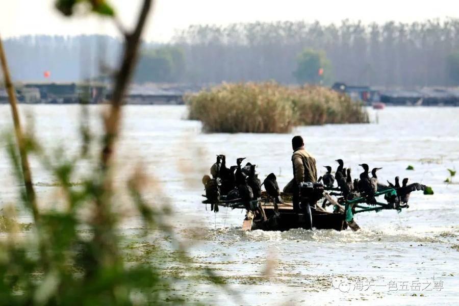 集結(jié)號(hào)捕魚最新版,集結(jié)號(hào)捕魚最新版，游戲魅力與玩法解析