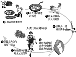 廣東禽流感最新消息,廣東禽流感最新消息，全面防控，保障人民健康