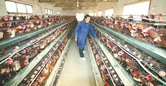 安徽H7N9最新動(dòng)態(tài)，全面防控與公眾應(yīng)對(duì)的最新進(jìn)展