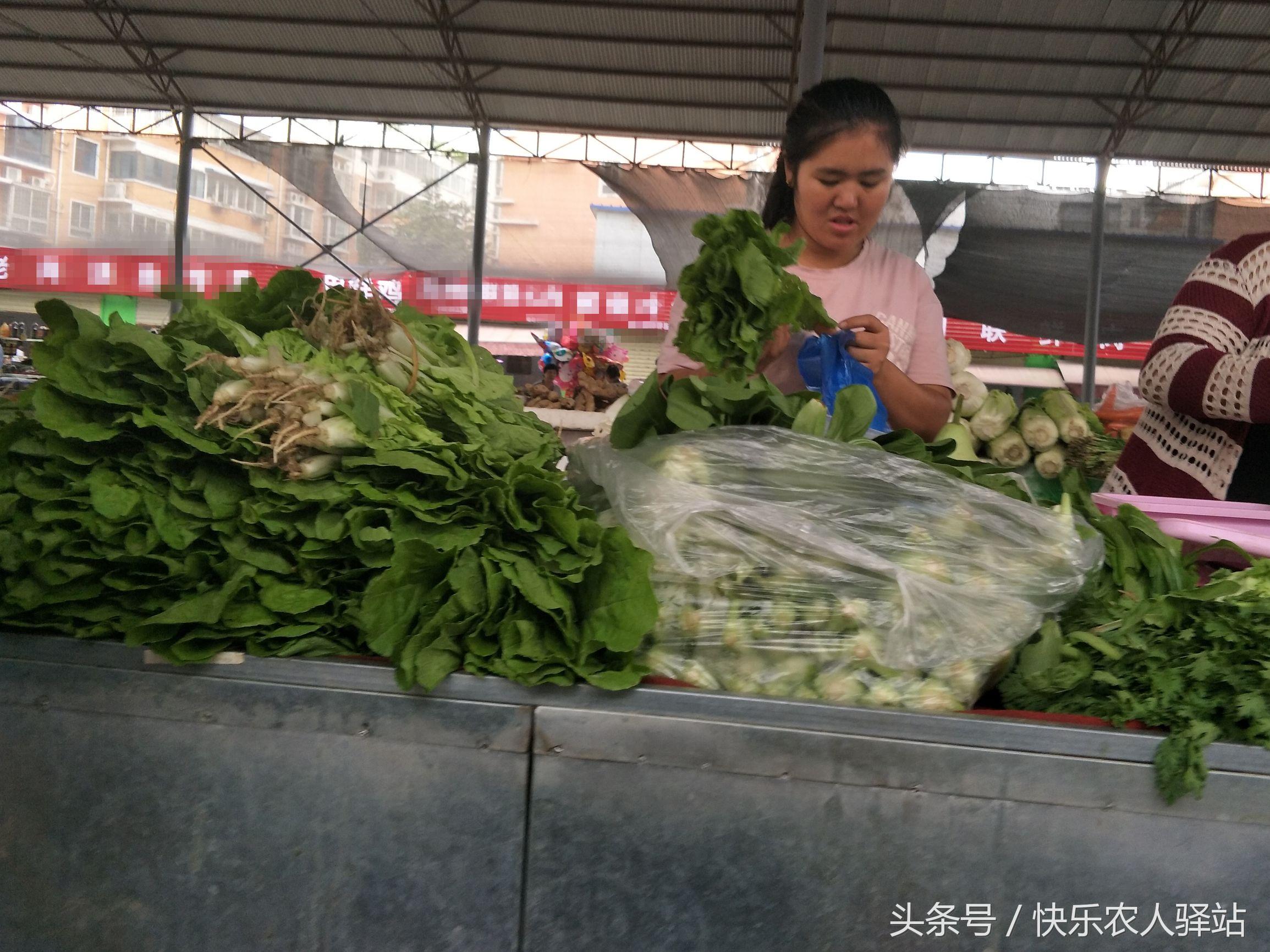 生菜價格最新動態(tài)，市場行情分析與趨勢預測