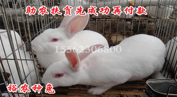 肉兔最新價格行情分析與趨勢預(yù)測