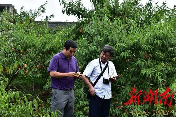 最新晚熟桃品種的探索與未來展望，培育、發(fā)展及趨勢分析