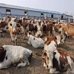 肉牛最新價格行情深度解析