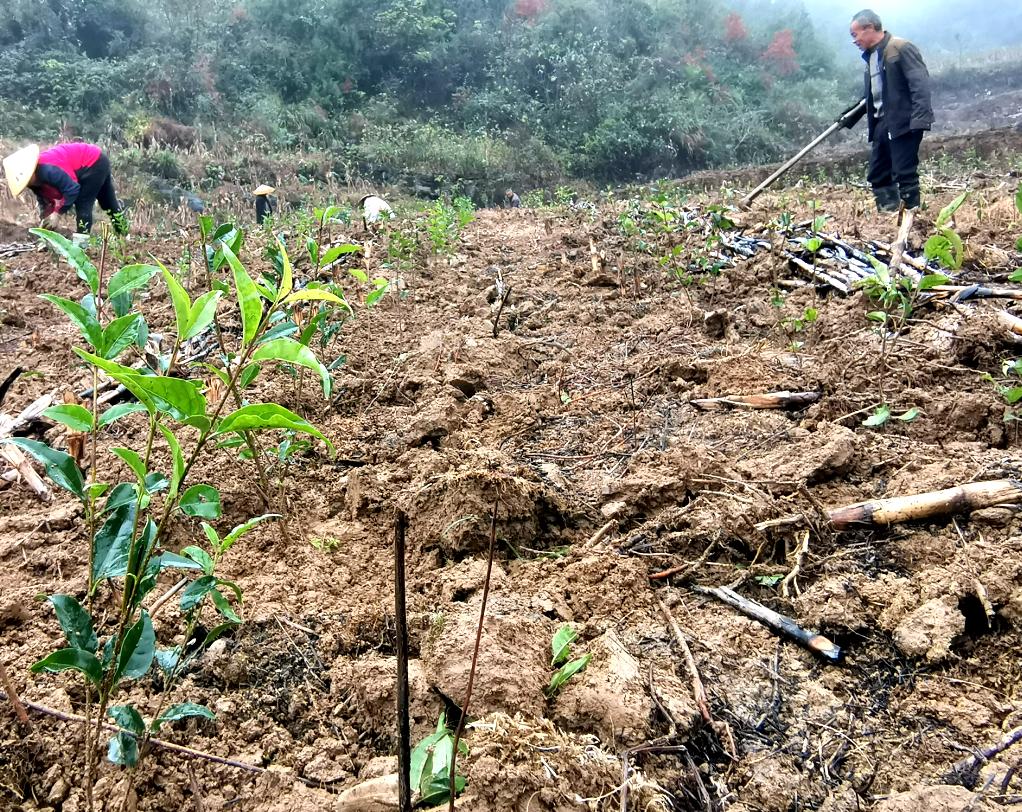 山南蜜蜂 第14頁