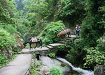 舜皇山國家森林公園最新項目，自然與人文的和諧共生發(fā)展